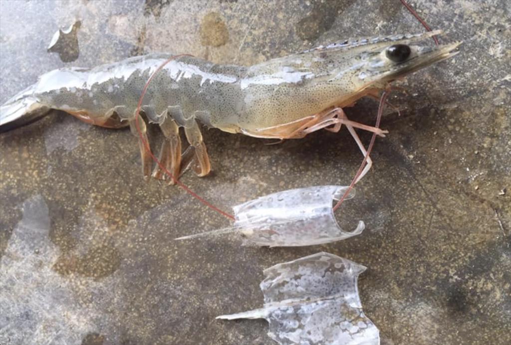 Phòng và xử lý bệnh đốm trắng mùa mưa