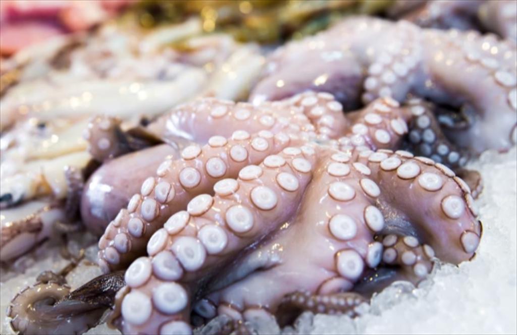 Vietnam’s squid and octopus exports to Thailand surge in H1 2025