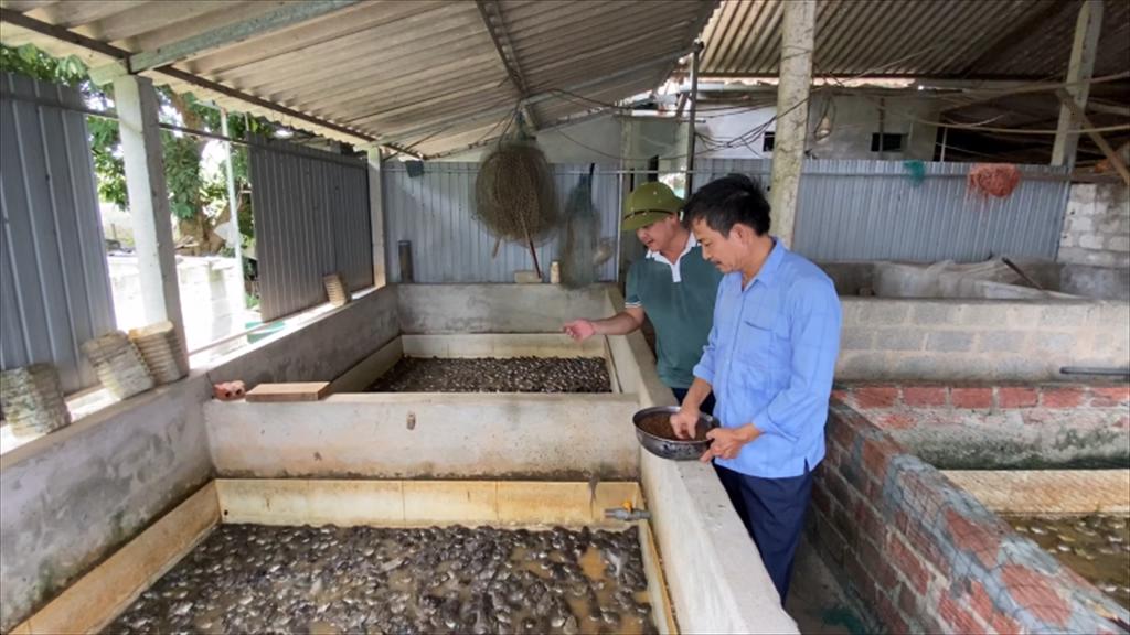 Đa dạng hóa vật nuôi thủy sản nước ngọt giúp người dân tăng thu nhập