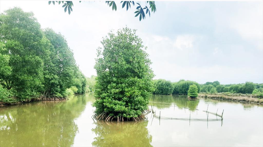 Cà Mau đẩy mạnh nuôi tôm đạt chuẩn quốc tế