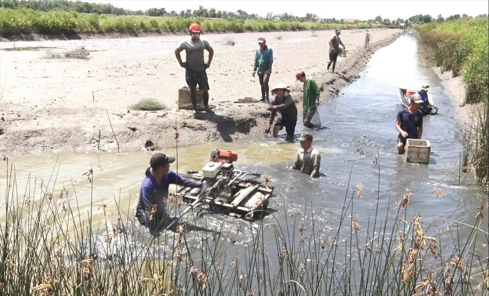 Kỹ thuật nuôi tôm càng xanh trong ruộng lúa Năng suất cao, bền vững dài lâu