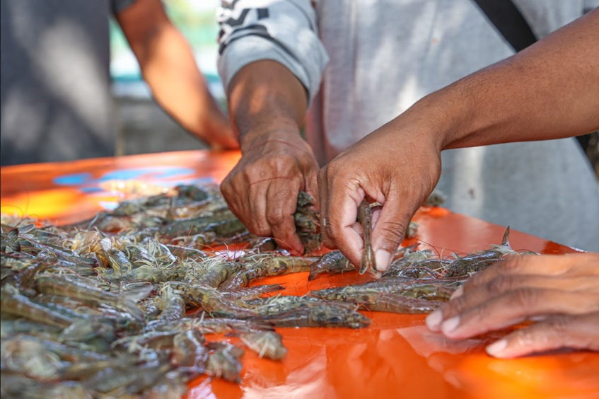 Xuất khẩu tôm của Indonesia tăng 13% trong nửa đầu năm 2025