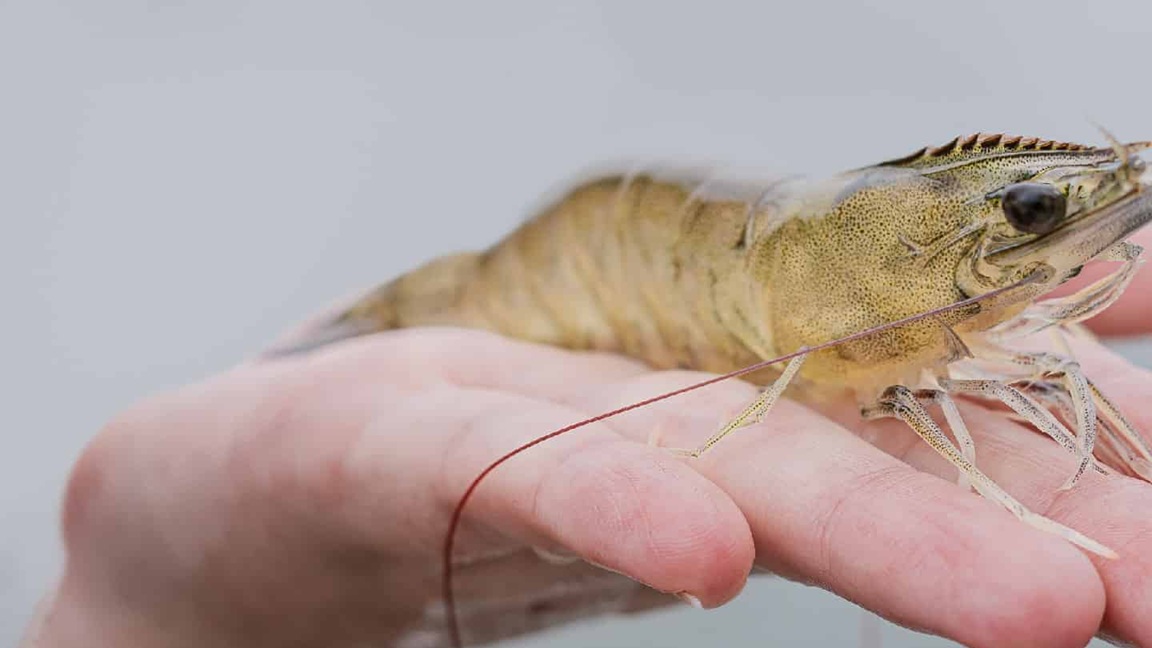 Ngành tôm Ecuador đối mặt nguy cơ lỗ nặng dù hưởng thuế suất ưu đãi từ Mỹ