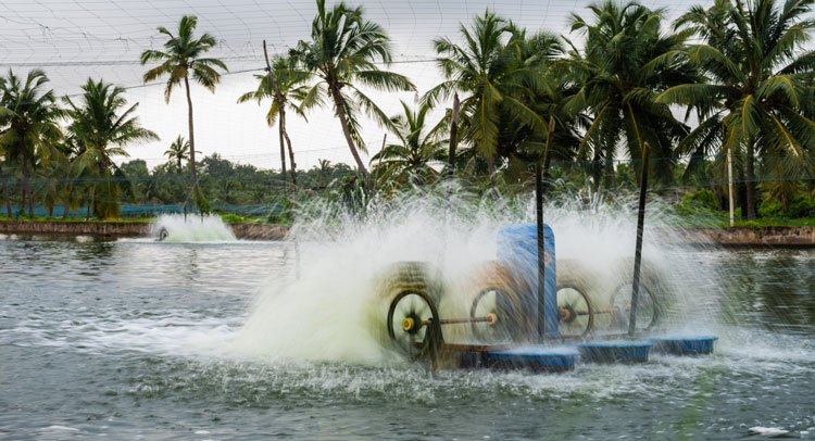 Khởi động lộ trình cấp vùng cải thiện nuôi tôm bền vững tại Ấn Độ