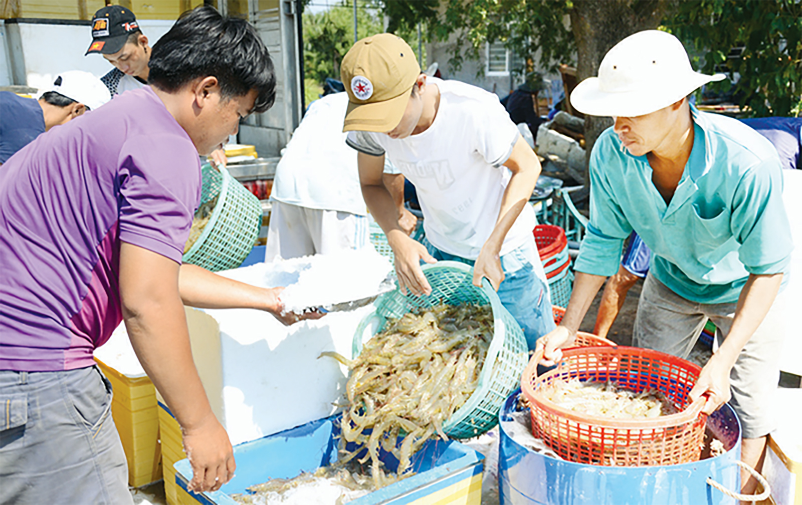 An Giang đẩy mạnh ứng dụng công nghệ, nâng sức cạnh tranh ngành tôm