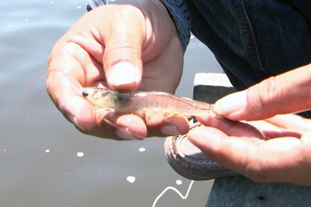 Ấn Độ So sánh hiệu quả năng lượng và kinh tế giữa ba mô hình nuôi tôm thẻ chân trắng