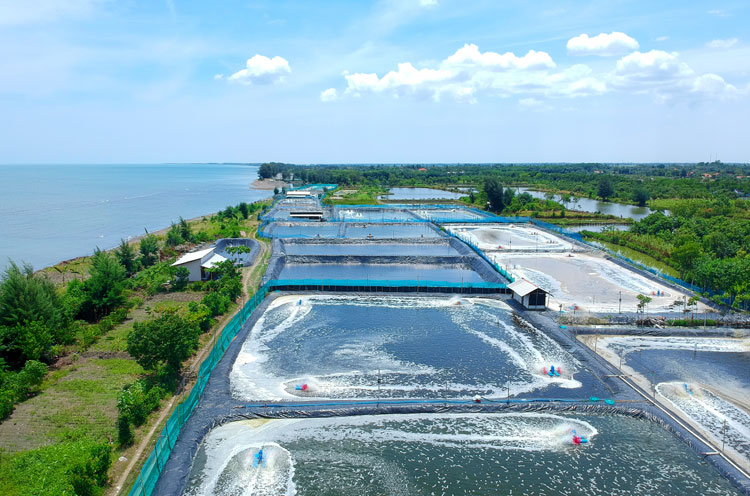 Ngành tôm toàn cầu chịu áp lực lớn từ chính sách thuế mới của Mỹ