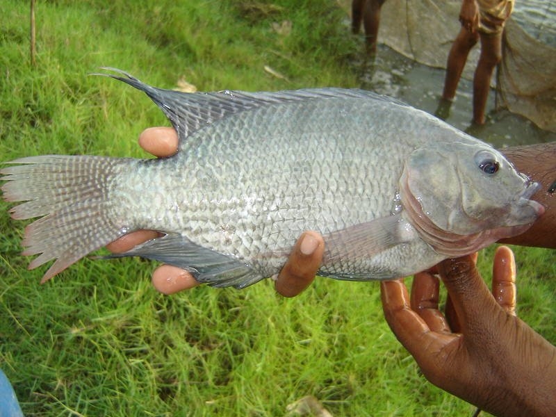 Giá cá rô phi tại Trung Quốc ổn định, người mua Mỹ vẫn thận trọng