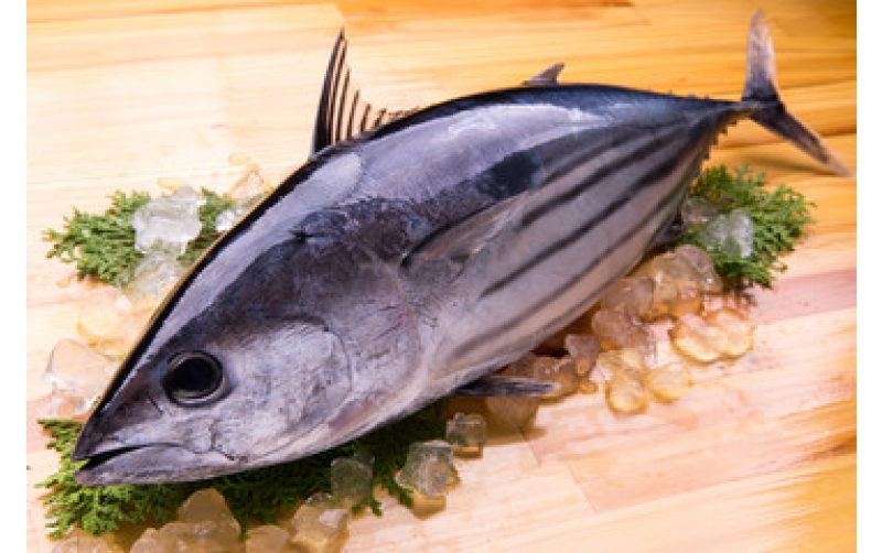 Infographic Xuất khẩu Cá ngừ của Việt Nam 7 tháng đầu năm 2025