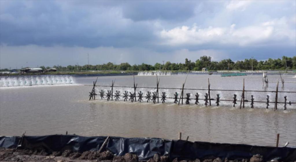 Ho Chi Minh City Applying Hi-tech and water recirculation in super-intensive shrimp farming