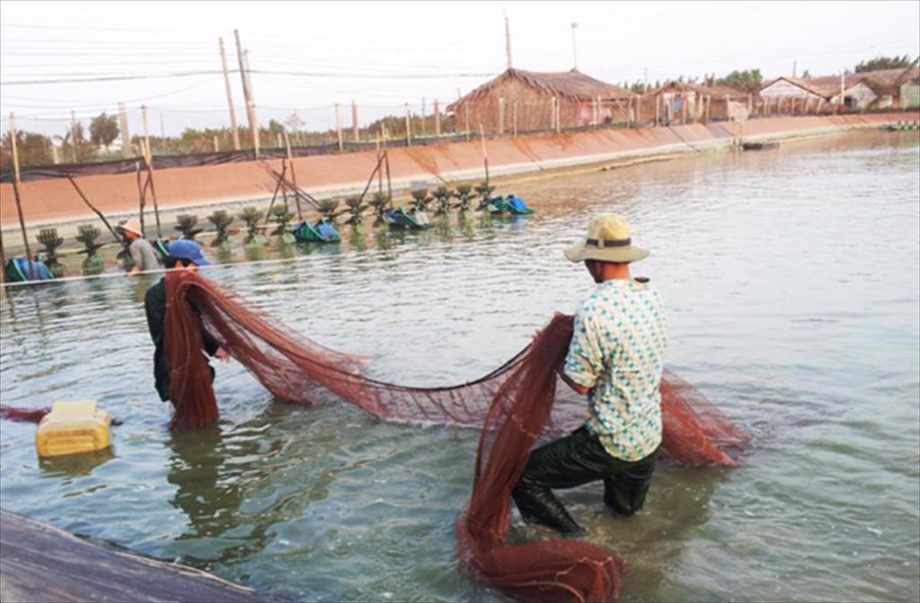 Dong Thap Pilot shrimp farming model using biomass and energy-saving technology