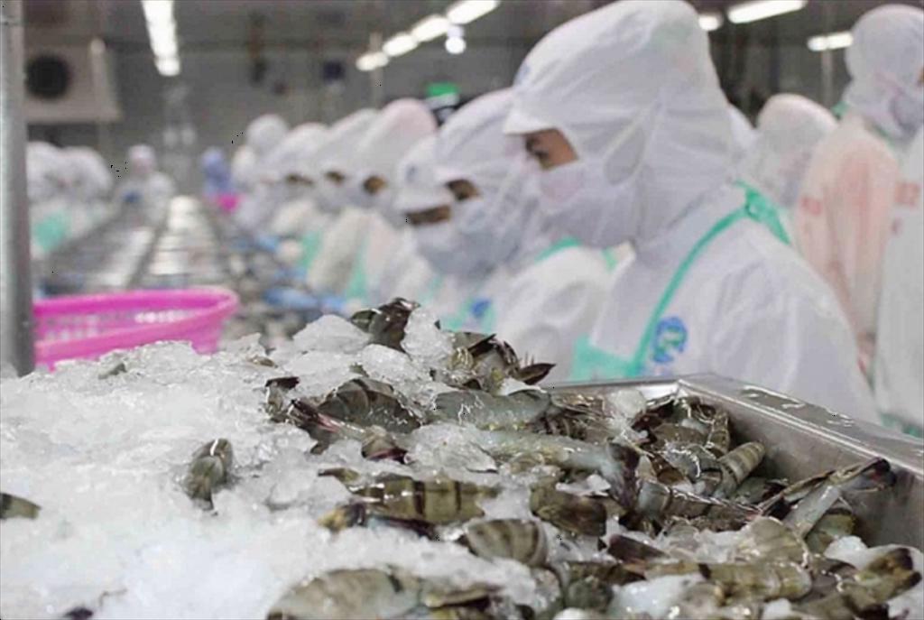 Vietnam’s shrimp exports in first 7 months Accelerating in Asia, facing heavy pressure from the US