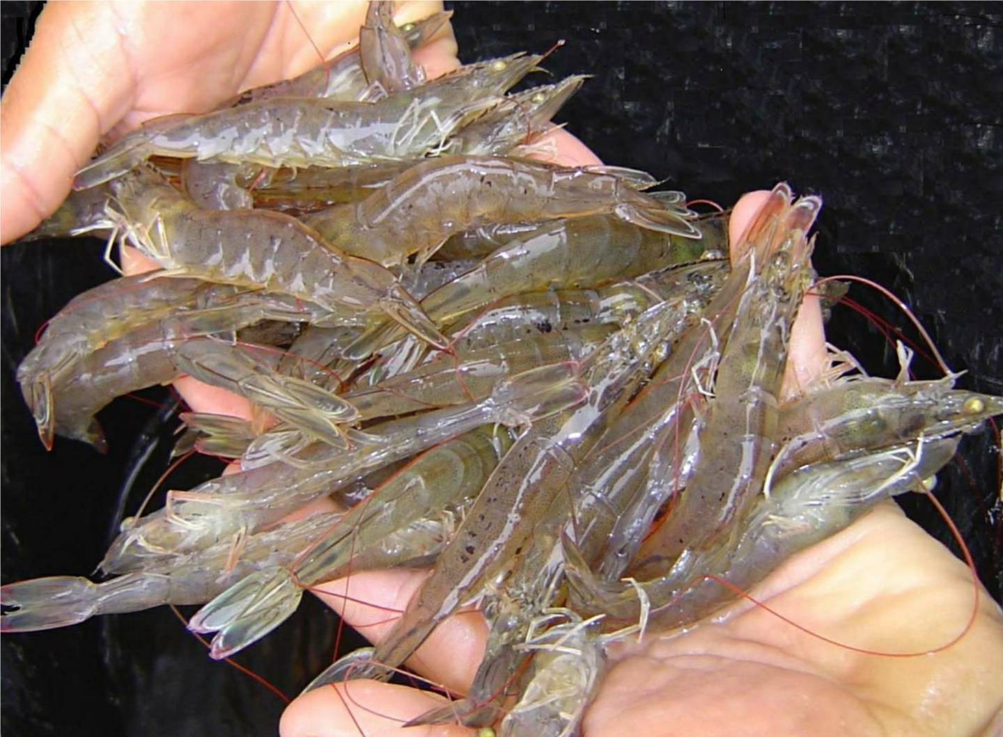 Recirculating shrimp farming – A new direction for Ca Maus fisheries