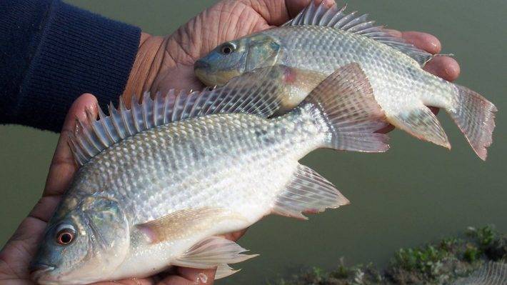 Nuôi cá rô phi tại xã Đại Lai (Bắc Ninh) Hướng chuyển đổi sản xuất hiệu quả 