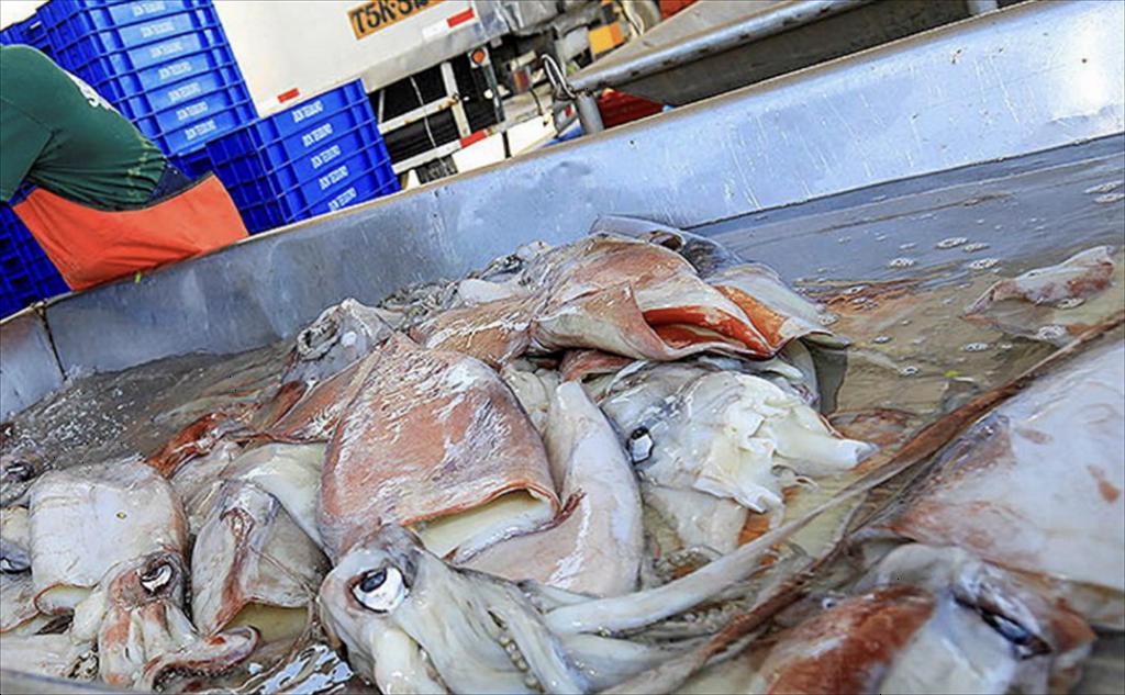 Peru khai thác mực khổng lồ trở lại sau hai tháng tạm dừng