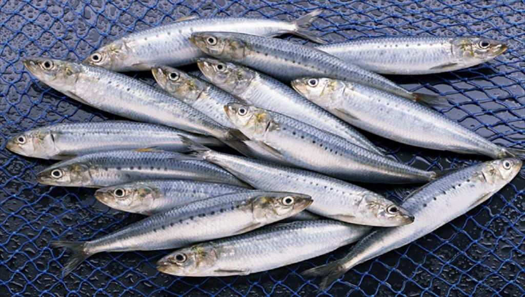 Nga đặt mục tiêu hạn ngạch đánh bắt cá mòi Thái Bình Dương lên đến 1,2 triệu tấn năm 2025