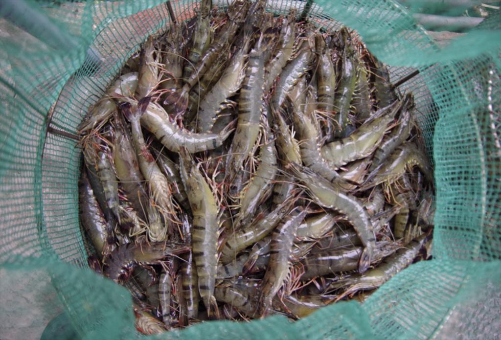 Nhập khẩu tôm của Nga tăng trong nửa đầu năm nay