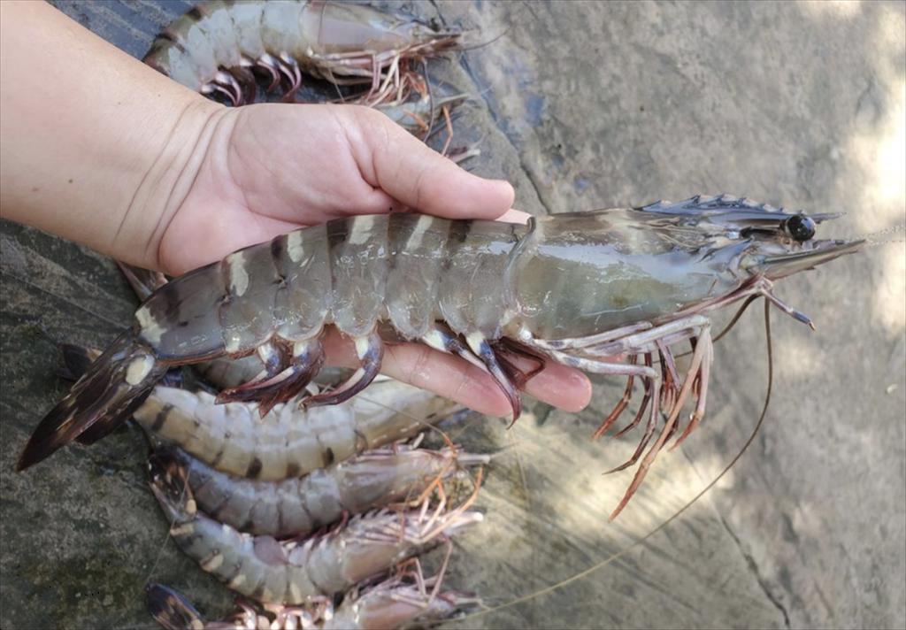 Ngành tôm Ecuador đối mặt nguy cơ lỗ nặng dù hưởng thuế suất ưu đãi từ Mỹ