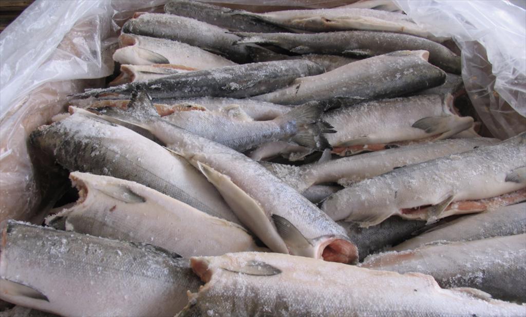 Giá cá minh thái có thể đạt mức đáy trong đợt suy thoái mùa hè