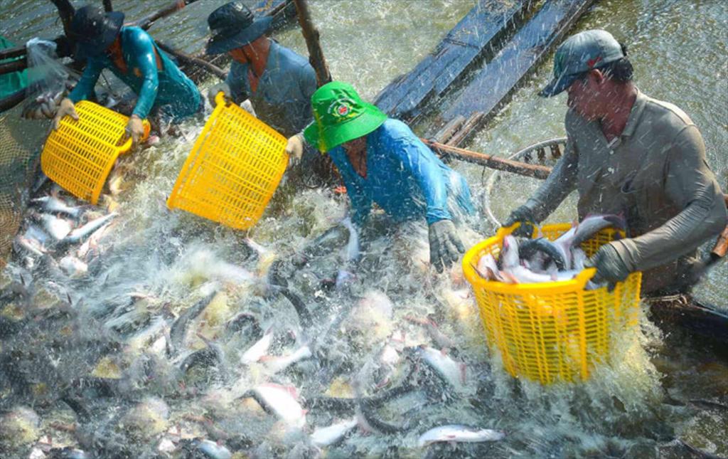 Dong Thap Restructuring the pangasius sector