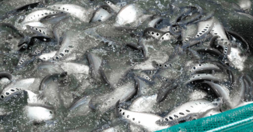 Can Tho Farmed aquatic production reaches nearly 293,680 tons