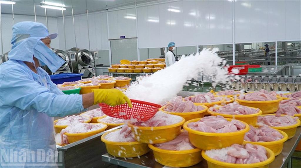 Chủ động các giải pháp phát triển ngành hàng cá tra