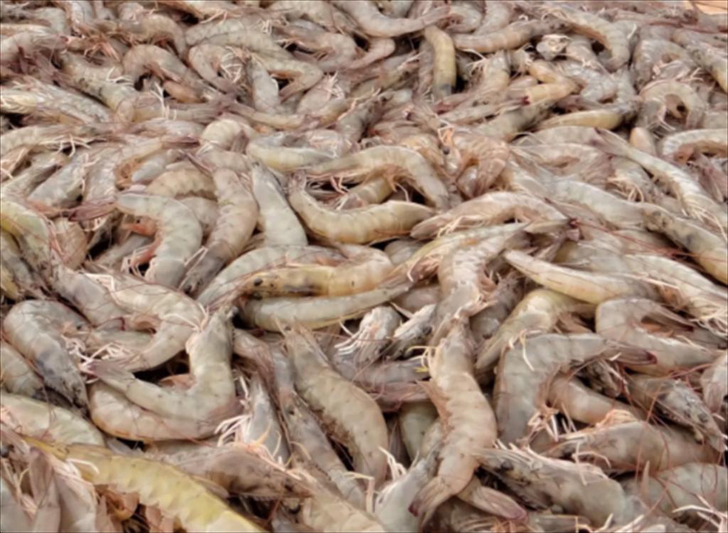 Indonesia Hãng xuất khẩu tôm lớn nhất bị FDA  đưa vào “danh sách đỏ”