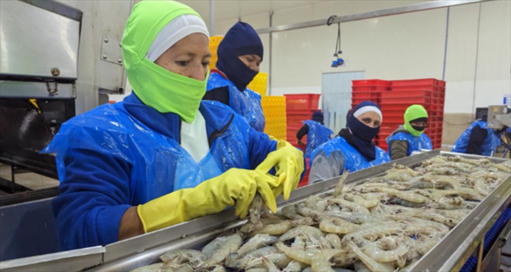 Ecuador chiếm lĩnh thị trường tôm EU trong nửa đầu năm 2025