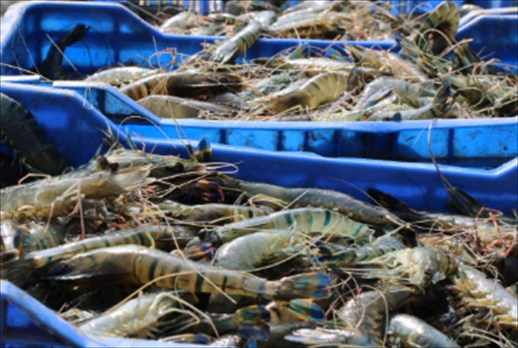 Chậm chuyển đổi công nghệ nuôi tôm, Bangladesh mất dần vị thế trong ngành tôm toàn cầu