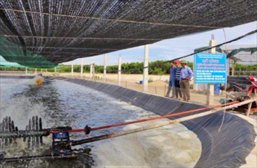 Nghiên cứu mới Mật độ thả giống ảnh hưởng mạnh đến hiệu quả nuôi tôm Biofloc