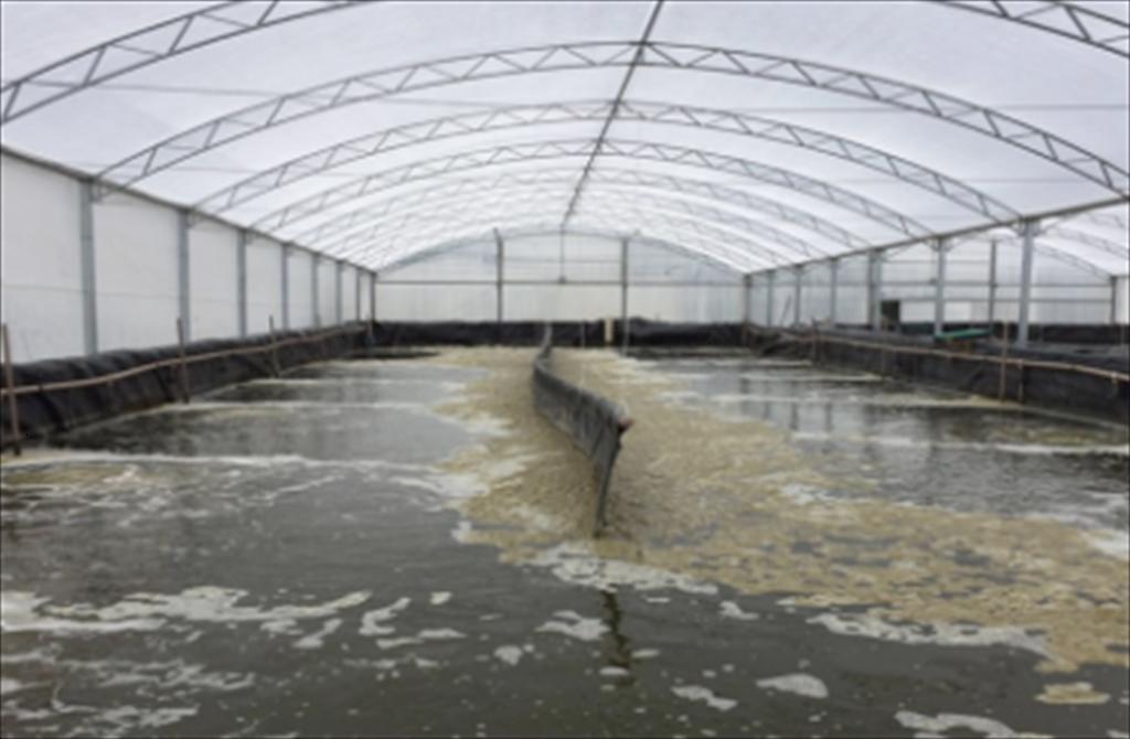 Tôm tuần hoàn RAS-IMTA Bước tiến bền vững cho ngành thủy sản Cà Mau