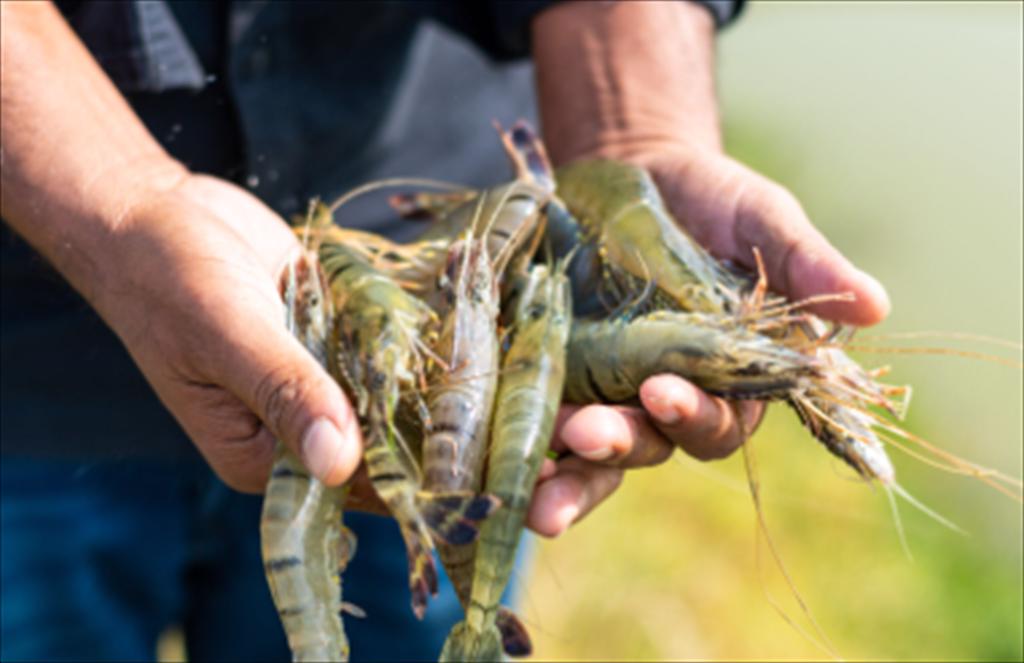 Giá tôm Ecuador giảm tại Trung Quốc do hải sản tự nhiên tràn vào thị trường