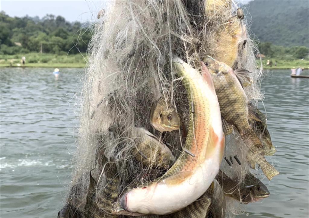 Gia Lai accelerates aquaculture in final months of the year Aiming for safe and sustainable production