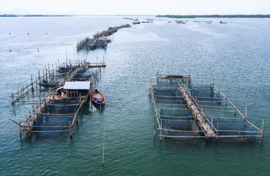Tay Ninh Enhancing aquaculture productivity