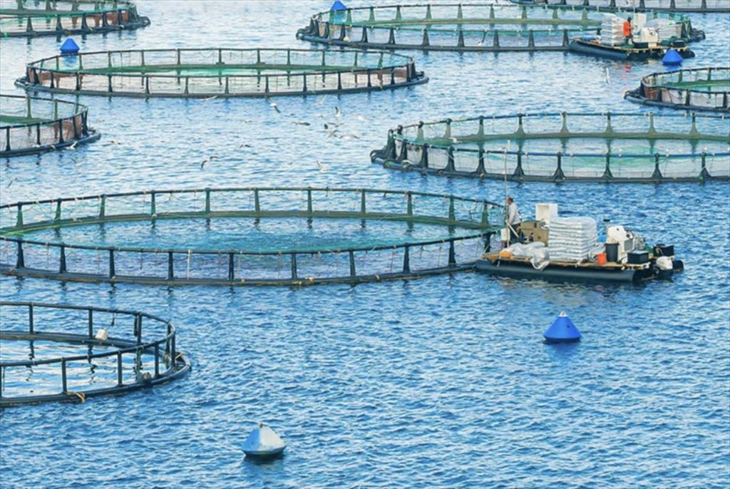 Đa Nang city Slight Increase in fisheries output compared to last year