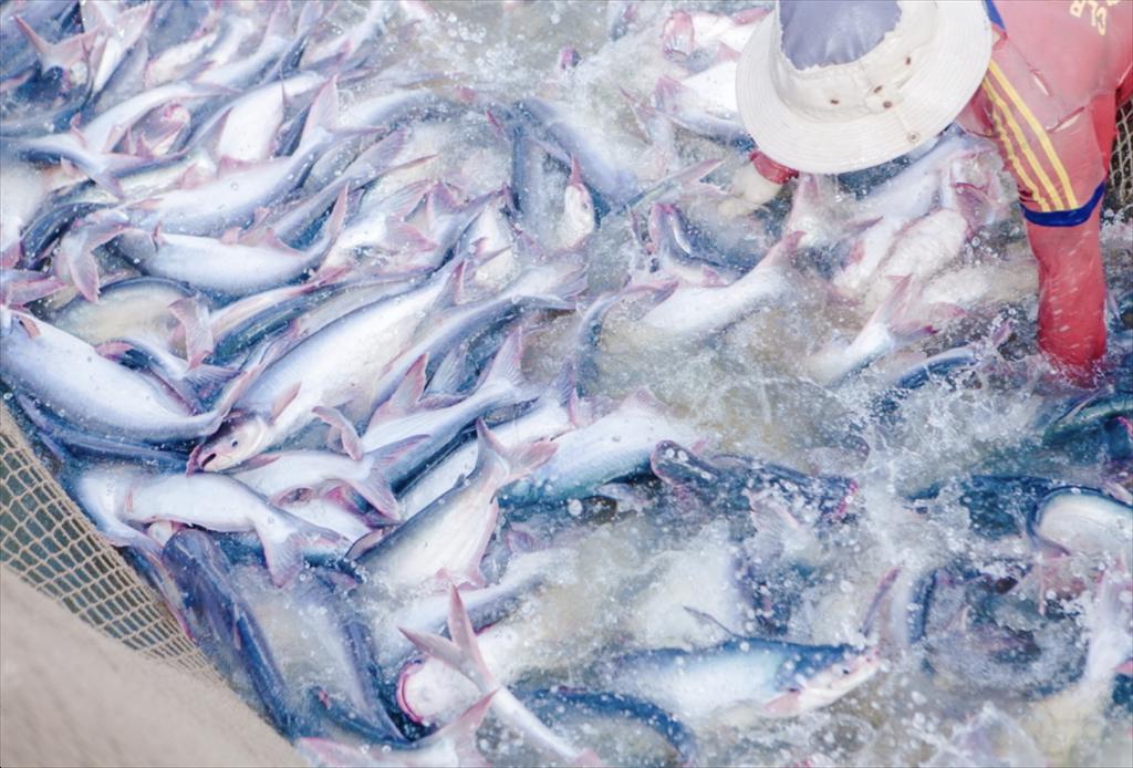An Giang Fisheries Sector Maintains Stability