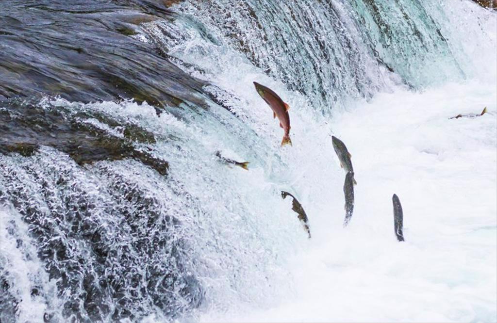 Câu chuyện ngụ ngôn Con Cá Lội Ngược Dòng – Câu chuyện ngành thủy sản