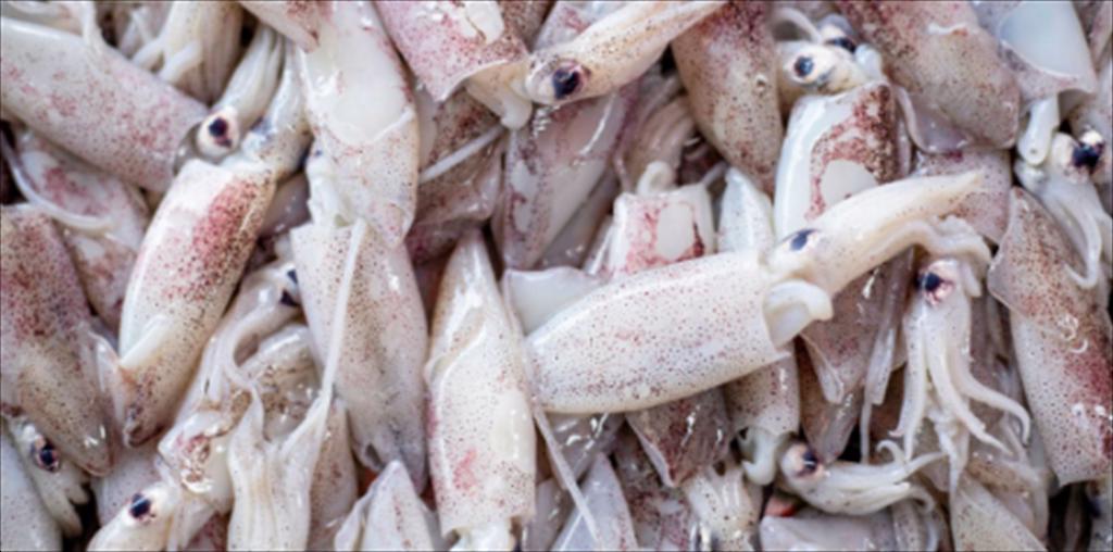 Peru mở cửa đánh bắt mực ống trở lại sau El Niño