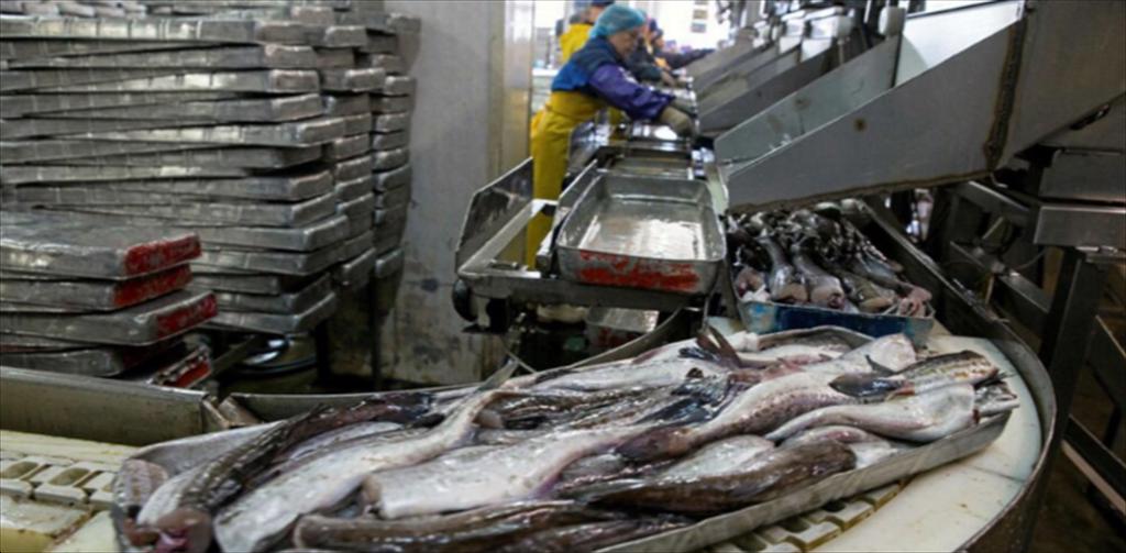 Giá cá minh thái (HG) của Nga bắt đầu tăng do nguồn cung giảm