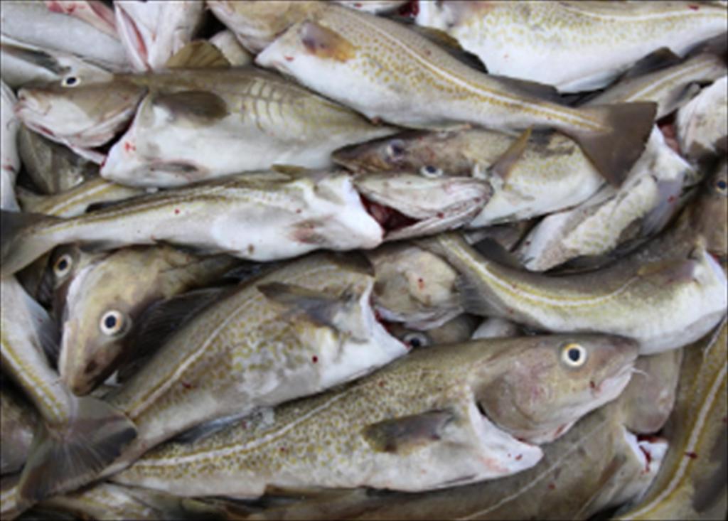 Giá cá tuyết HG của Na Uy và Nga sang Trung Quốc tăng  mạnh trở lại 