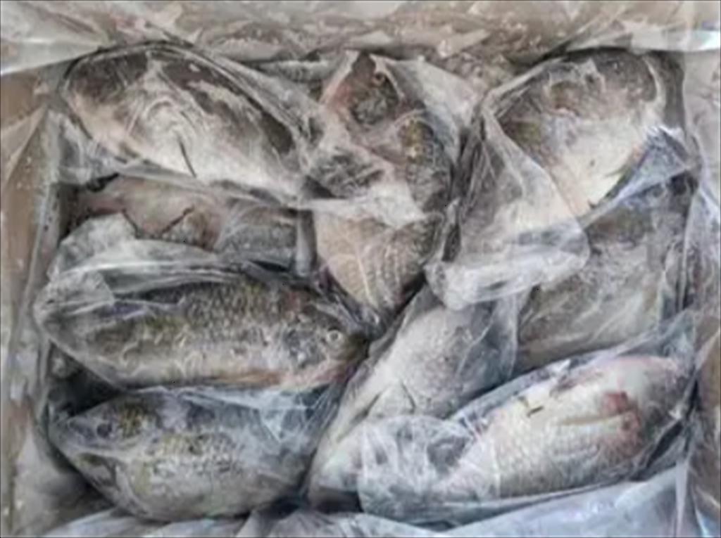 Cá rô phi giảm giá tại Mỹ khi nhu cầu tiêu thụ chậm lại