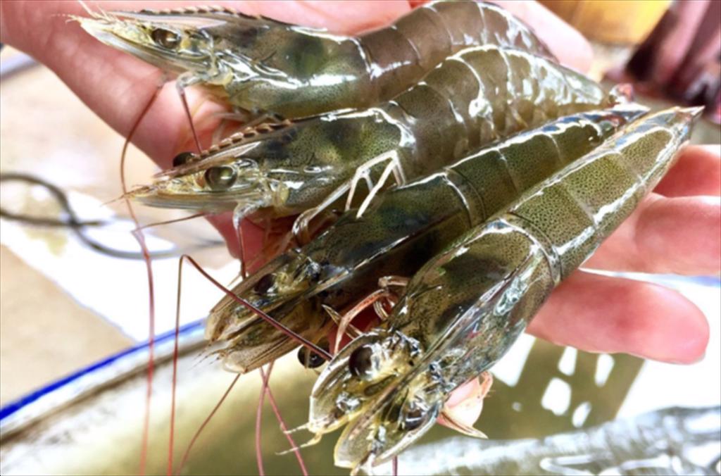 Phương pháp nuôi tôm cắt bỏ cuống mắt đang dần bị loại bỏ