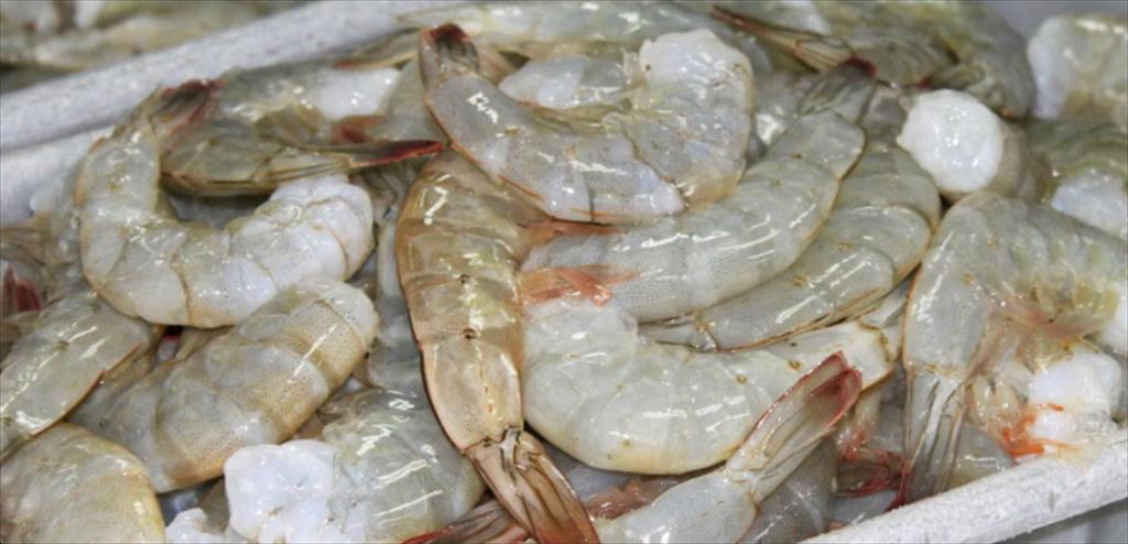 Ecuador sắp tái gia nhập thị trường tôm Brazil sau gần một năm đình chỉ