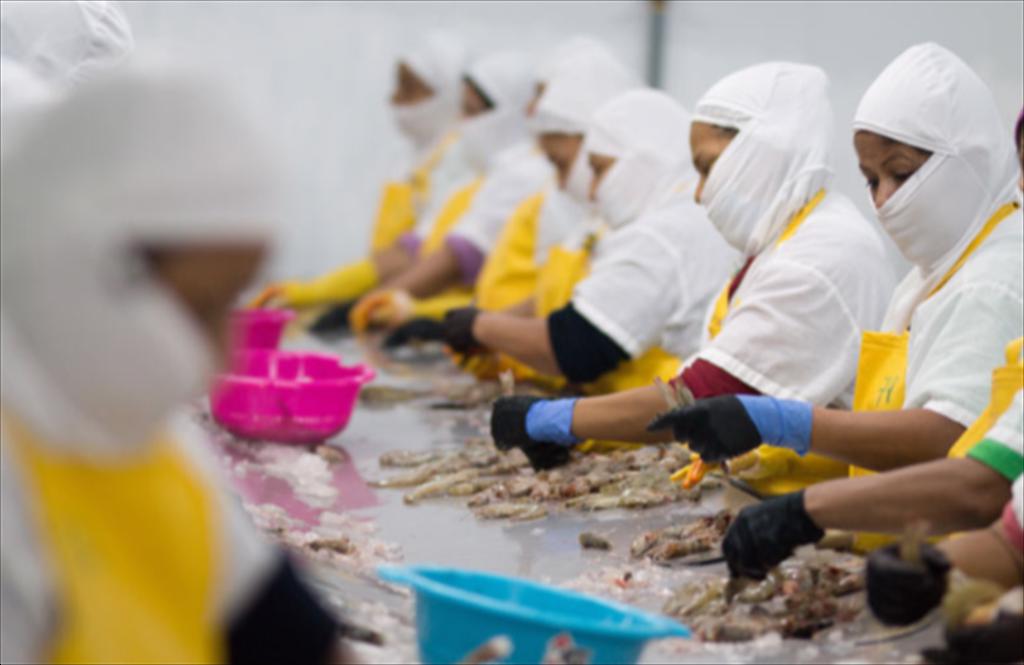 Aquagold (Ecuador) chứng kiến nhu cầu tôm tăng từ Hoa Kỳ 