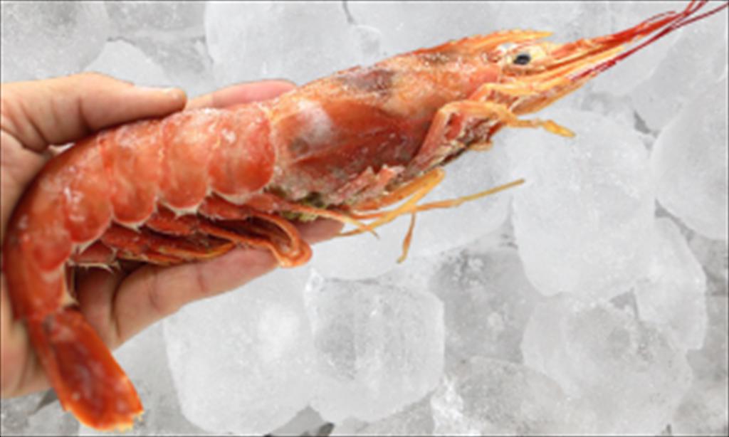 Doanh số tôm đỏ Argentina tăng mạnh sang Trung Quốc 