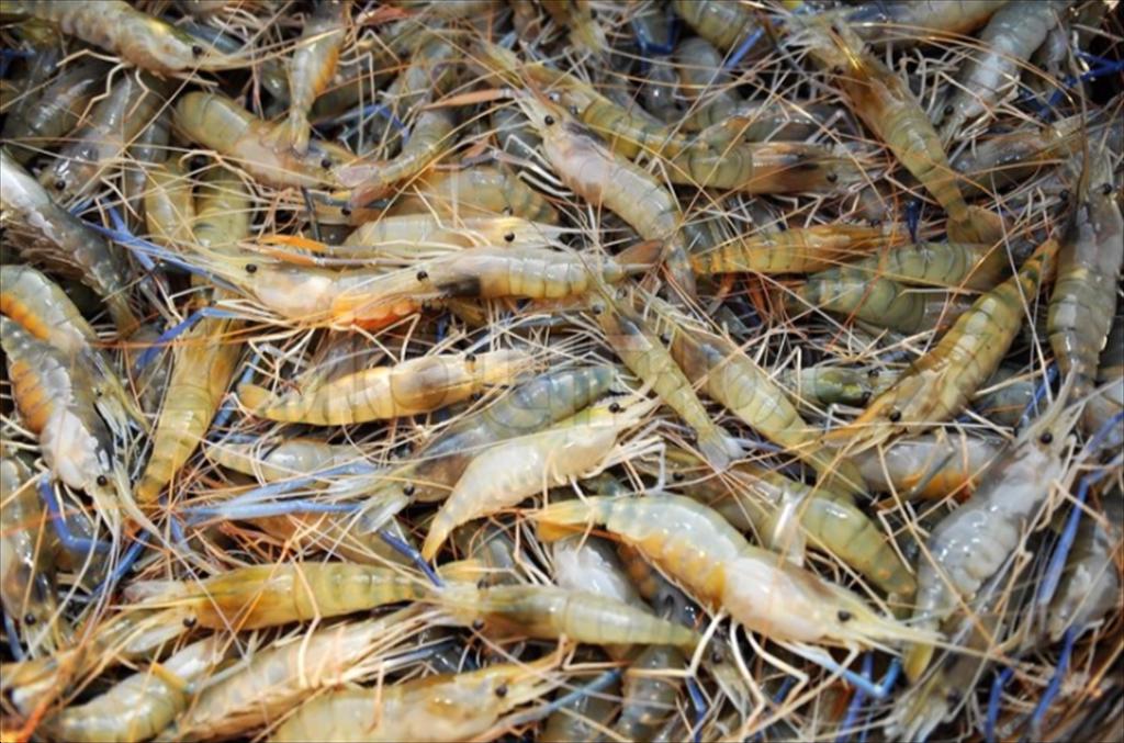 Xuất khẩu tôm Ấn Độ chuyển hướng sang Trung Quốc và EU