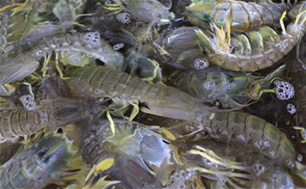 Nhập khẩu tôm của Trung Quốc dự kiến tăng trong nửa cuối năm 2025