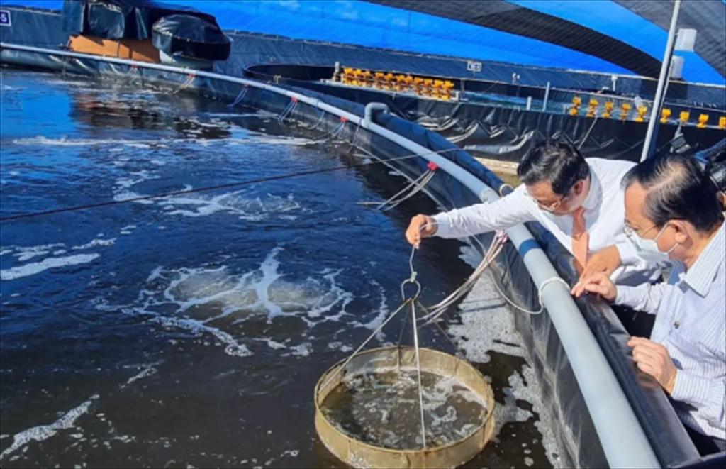 Cà Mau Nuôi tôm bền vững sử dụng công nghệ tuần hoàn