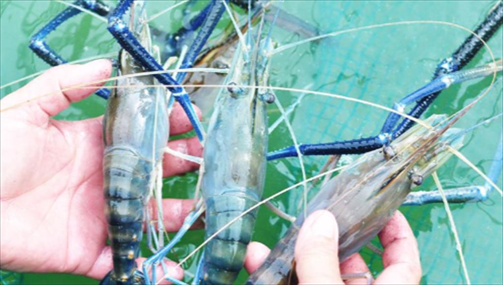 Yêu cầu kỹ thuật trong nuôi tôm nước ngọt