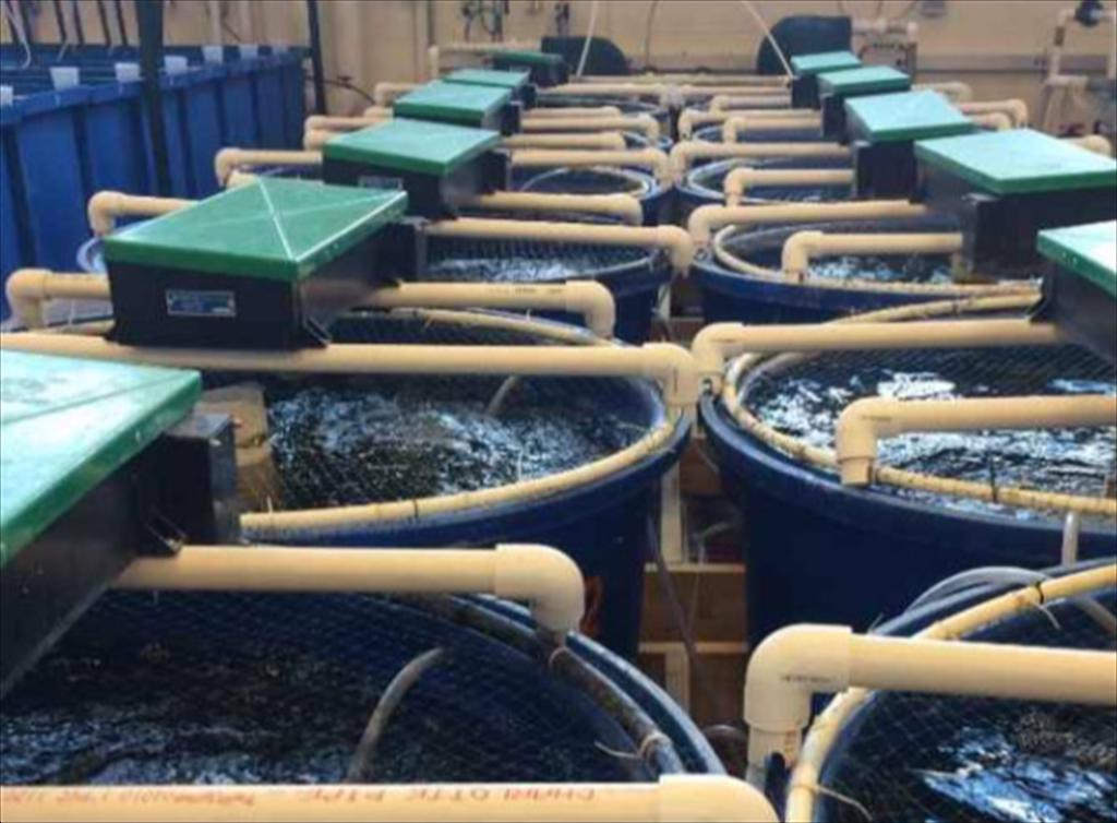 Tích hợp công nghệ ozon trong hệ thống nuôi tôm tuần hoàn